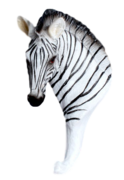 wandhaakje zebra kapstok